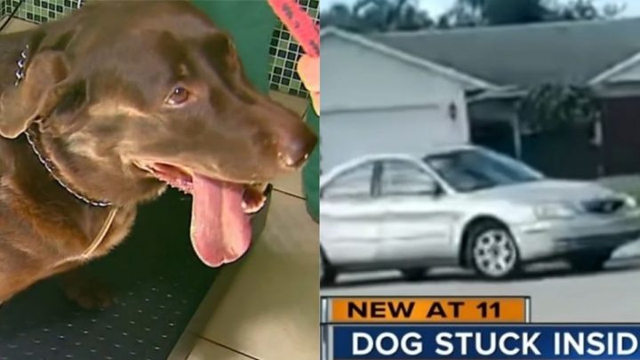 Cão dirige veículo por cerca de uma hora nos Estados Unidos