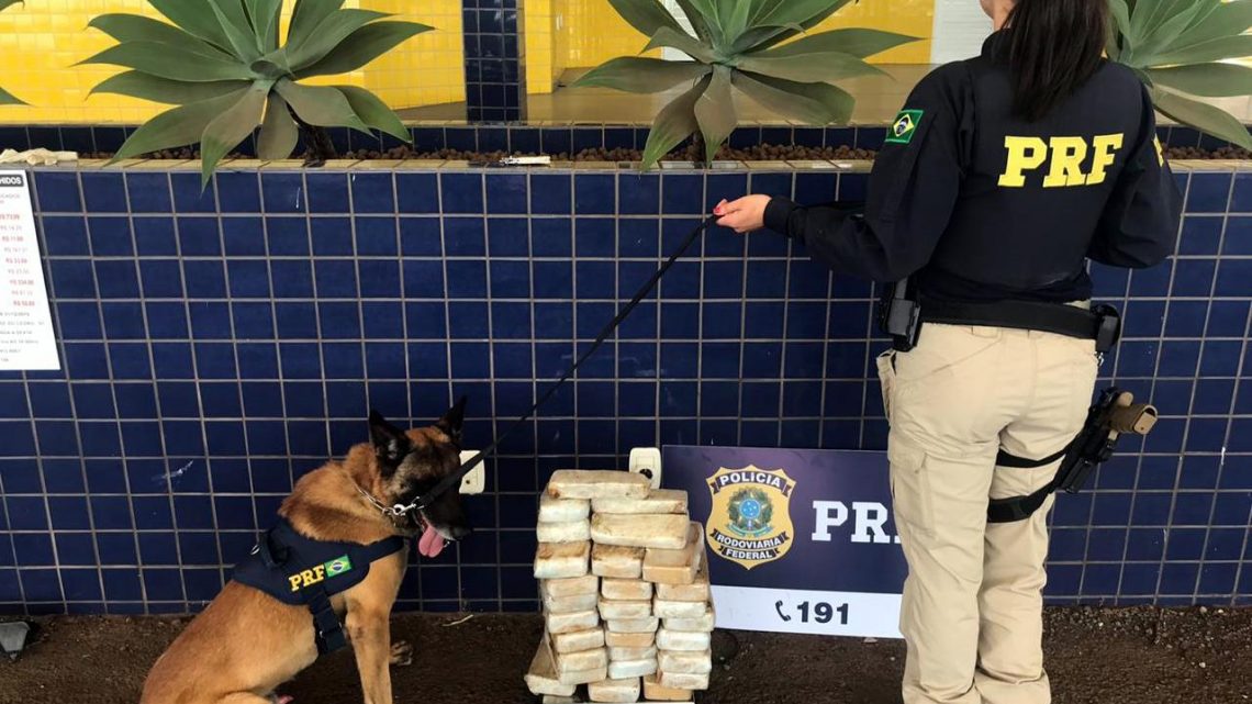 Cão “Billi” ajuda PRF a localizar 29 kg de pasta-base de cocaína na BR 163 em Guaraciaba