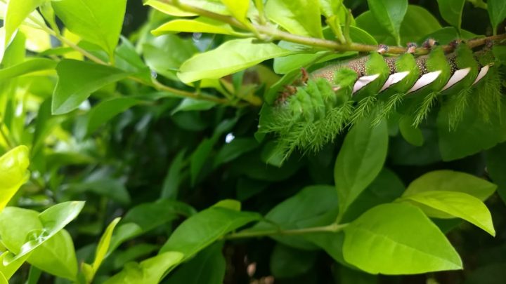 Lagartas (taturanas) estão aparecendo em Chapecó