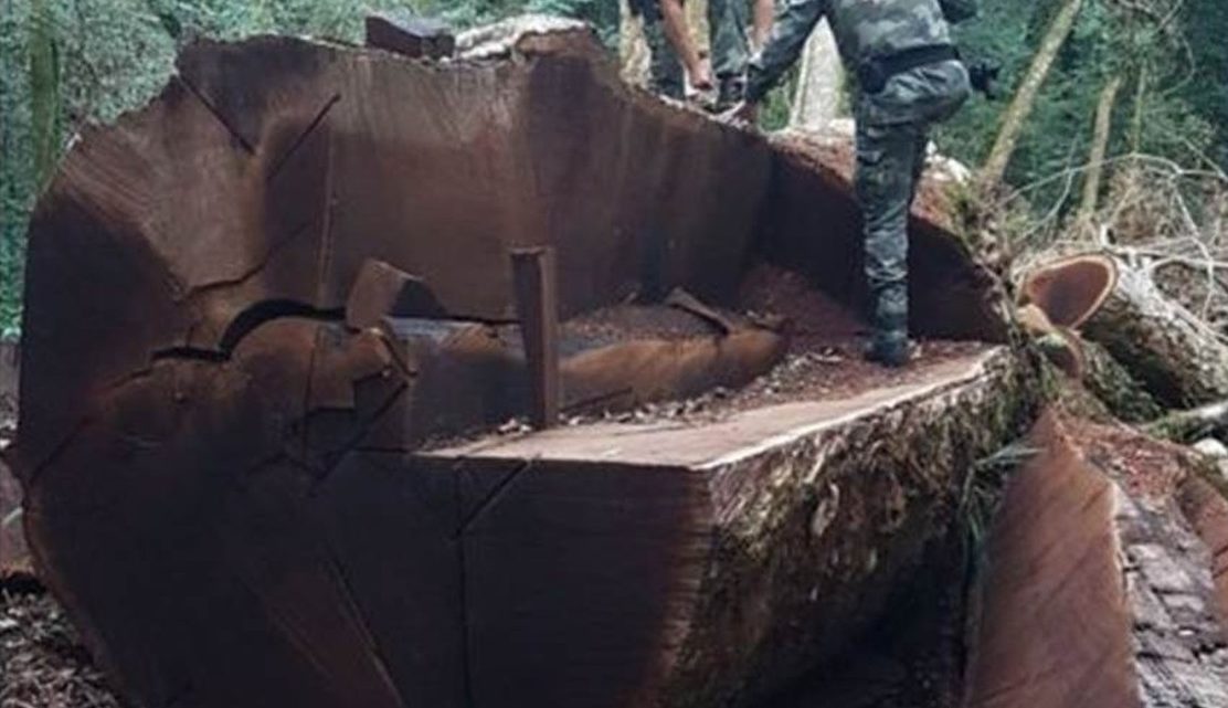 Árvore gigante rara de 535 anos foi derrubada em Santa Catarina para virar cerca