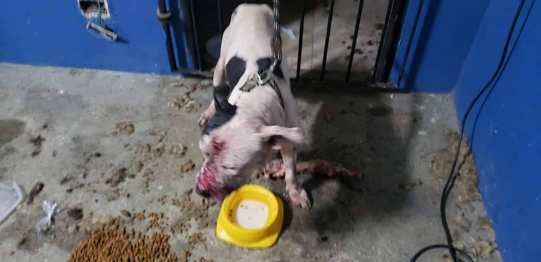 Polícia Civil PR resgata cães (Pit Bulls) e prende 40 pessoas em “rinha” internacional