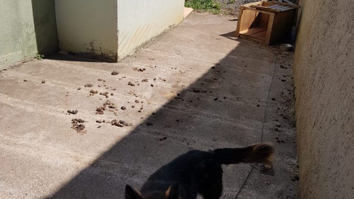 Polícia Civil identifica autor de maus tratos contra animais