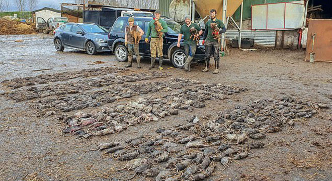 Cães caçadores matam 700 ratos em fazenda e batem recorde