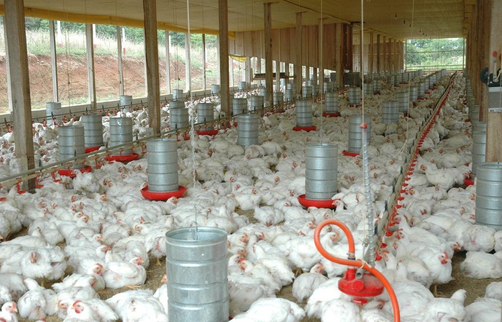 Clima é de cautela no mercado de SC para exportação de carne de frango em meio a tensão no Oriente Médio