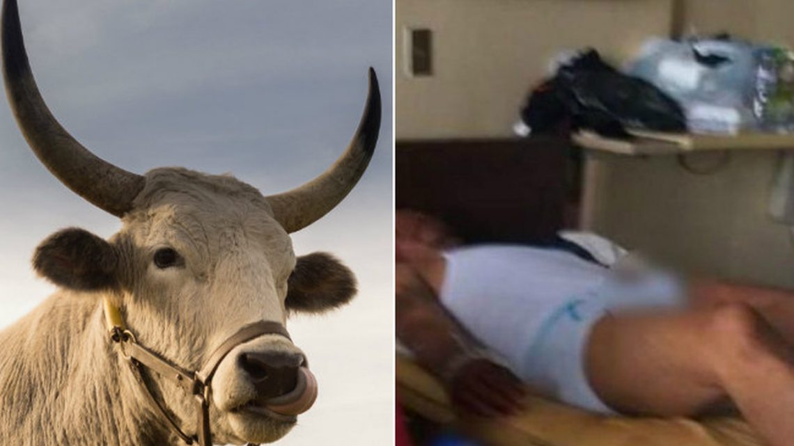 Homem toma ‘Viagra para touros’ e é operado após ereção de três dias