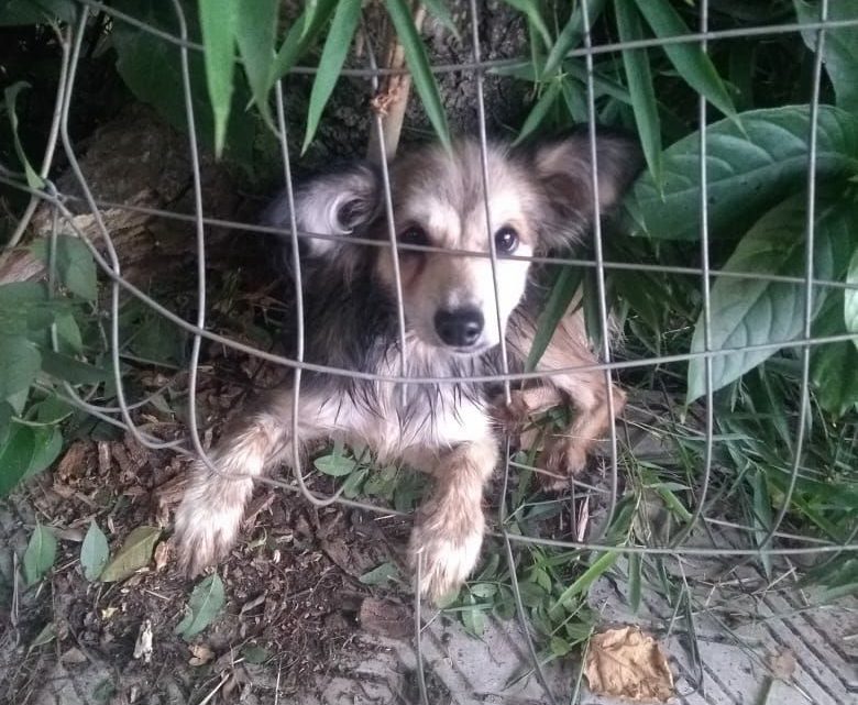 Bombeiros resgatam cãozinho preso em cerca no centro de Palmitos