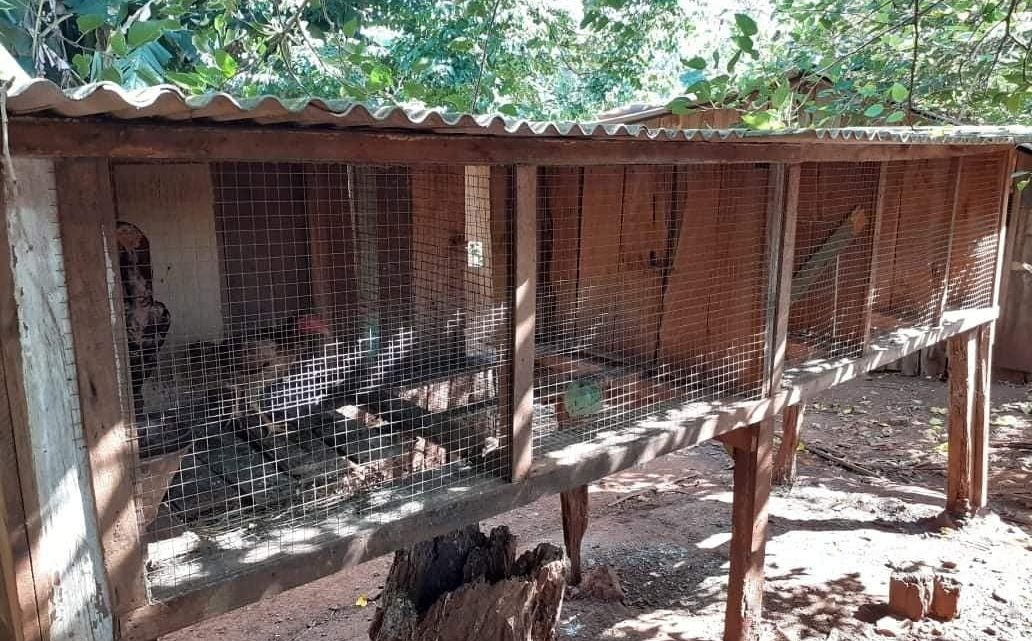 Polícia Ambiental flagra rinha de galo no interior de Águas de Chapecó