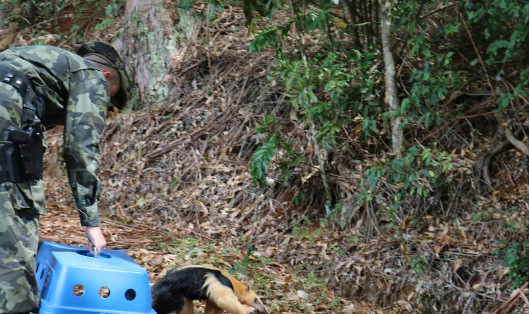 Tamanduá-Mirim volta para casa após se recuperar de atropelamento em São Carlos