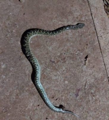 Cão da raça Pitbull é atacado por cobra no interior de SMOeste