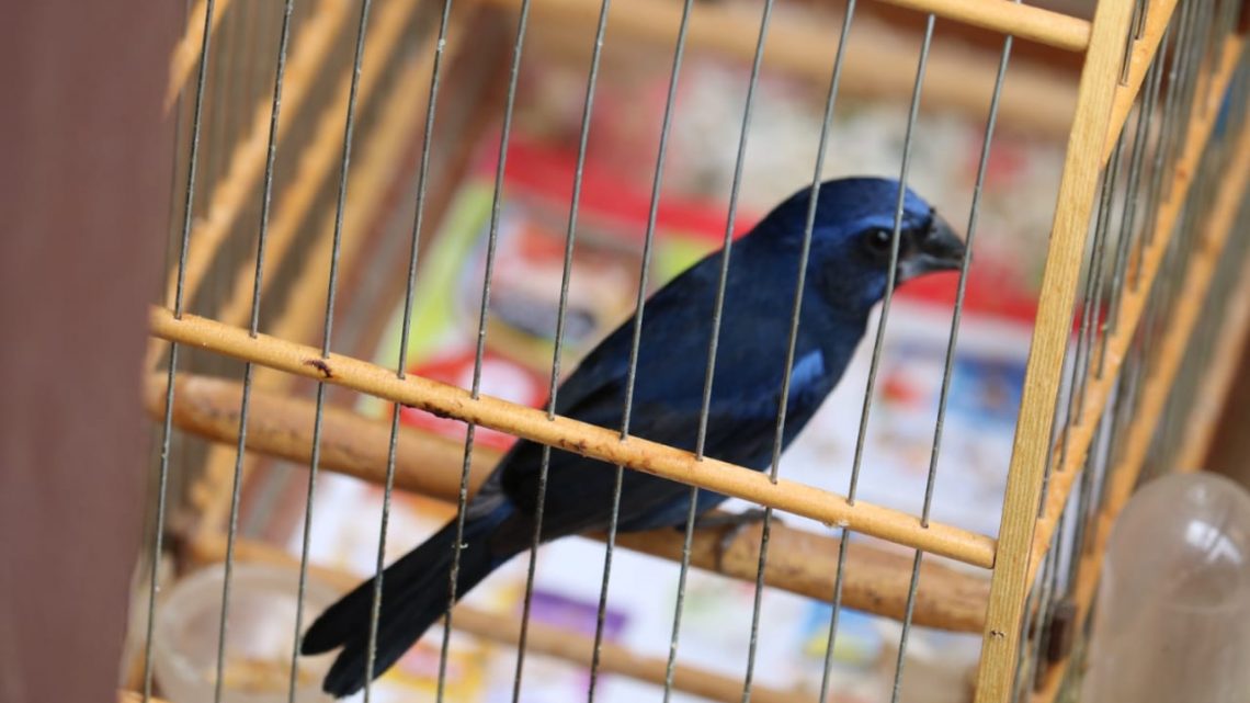 Polícia Ambiental apreende pássaros em cativeiro na cidade de Chapecó