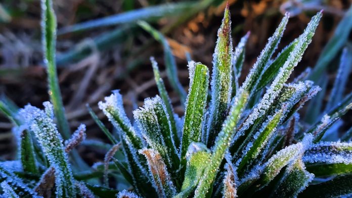 Serra catarinense registra geada em pleno verão de Março