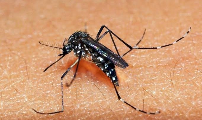 Confirmado o segundo caso de dengue em Chapecó