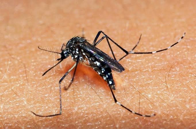 Confirmado o segundo caso de dengue em Chapecó