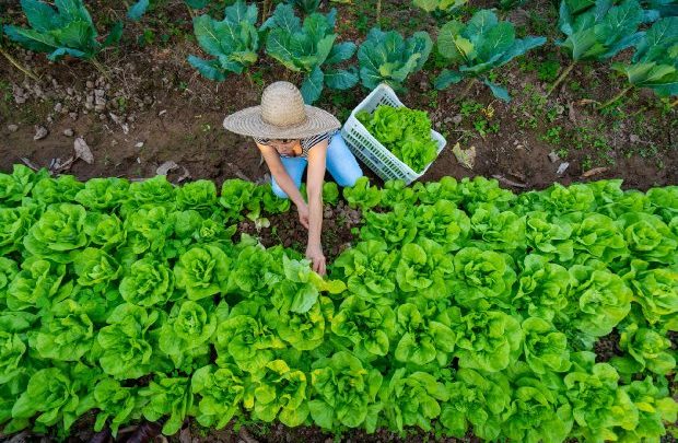 Santa Catarina anuncia medidas para minimizar prejuízos com a estiagem no meio rural