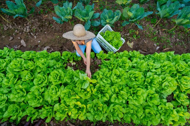 Santa Catarina anuncia medidas para minimizar prejuízos com a estiagem no meio rural