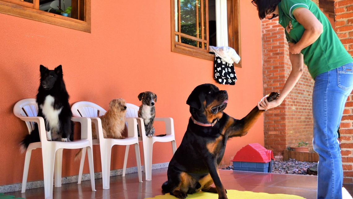 Adestramento: A arte de socializar e promover a educação canina