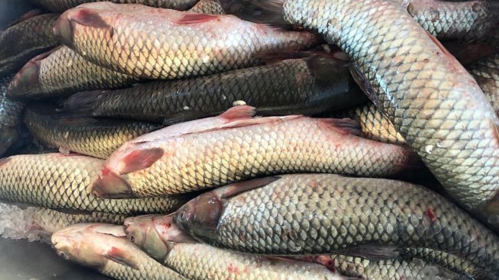 Produtores de Chapecó preparados para Feira do Peixe