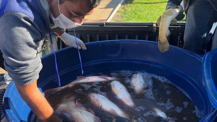 Aproveite o peixe fresco das feiras ao ar livre em Chapecó