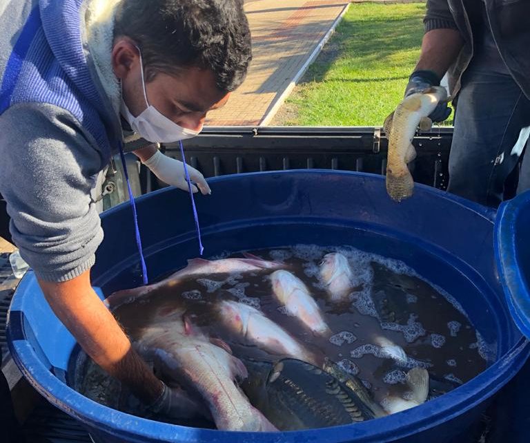 Aproveite o peixe fresco das feiras ao ar livre em Chapecó