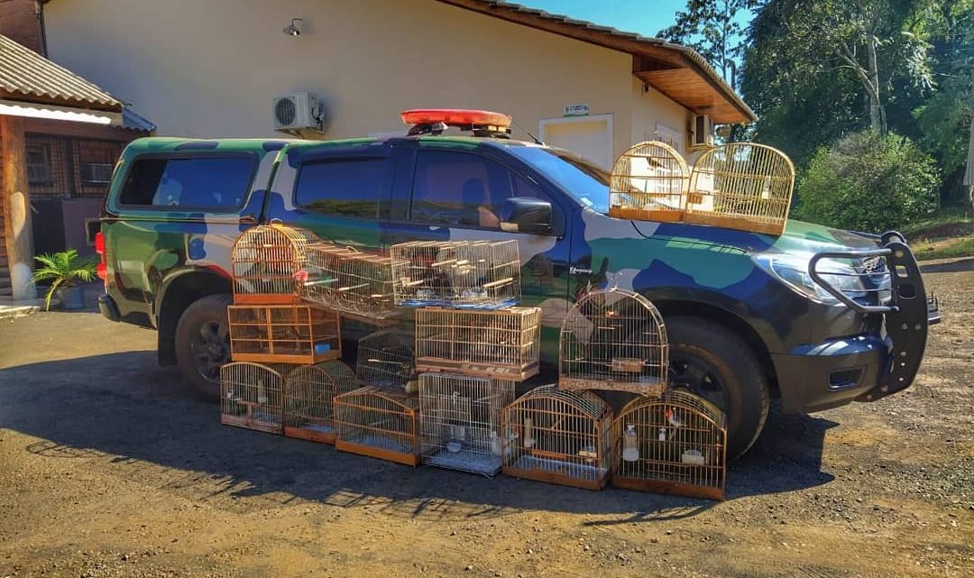 Polícia Ambiental apreende 18 aves silvestres em Xanxerê