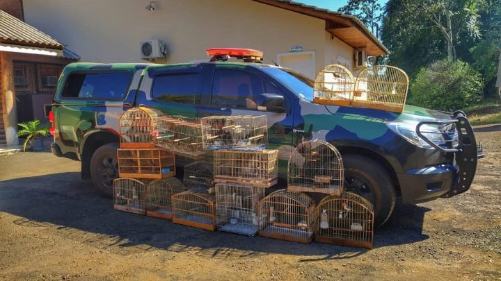 Polícia Ambiental apreende 18 aves silvestres em Xanxerê