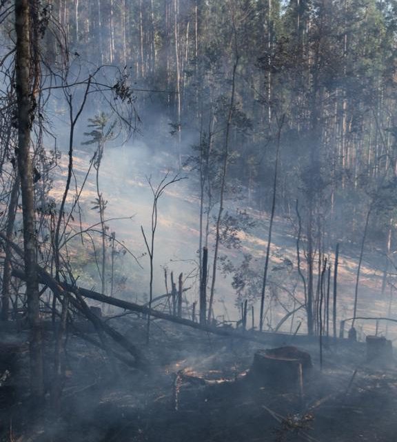 Fogo destrói 18.000m² de vegetação em Irati