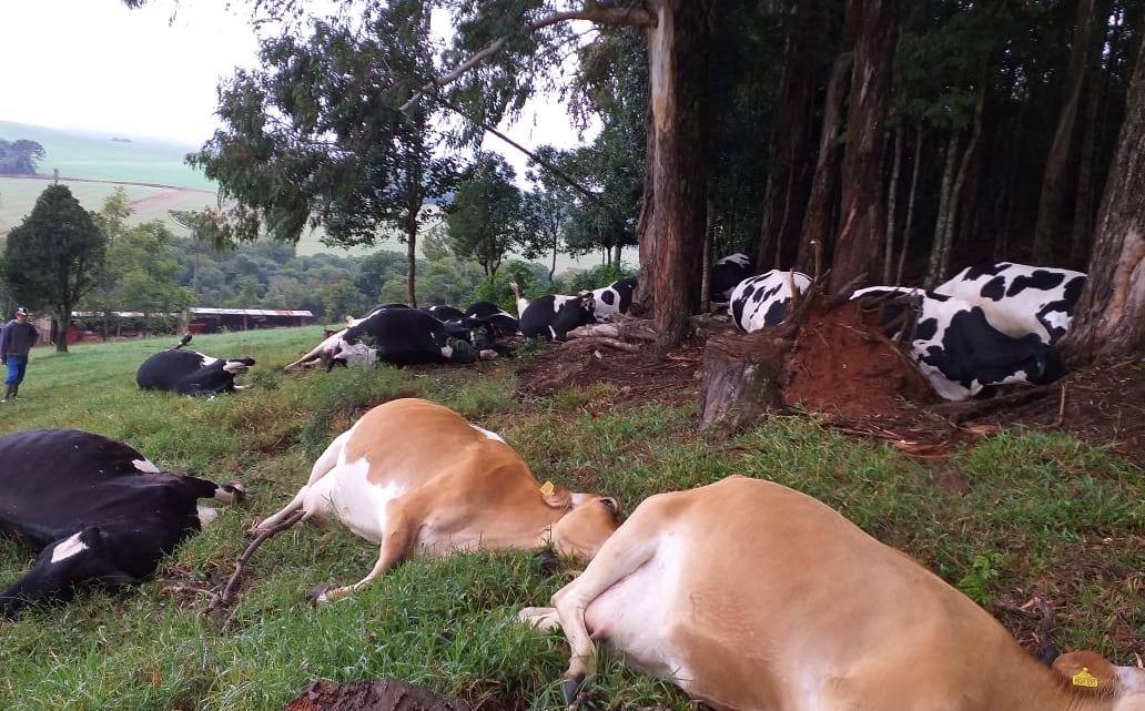 Após um raio 16 vacas morrem devido a descarga elétrica em propriedade no oeste SC