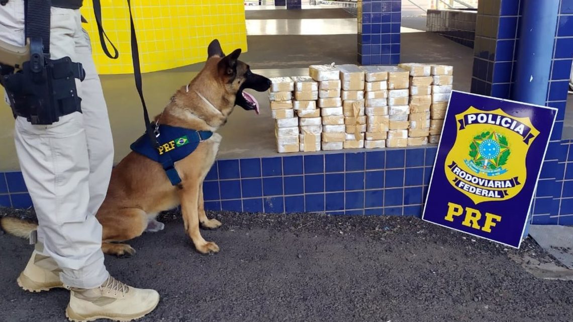 Cães farejadores da PRF localizam 71 kg de crack na BR 163 em Guaraciaba