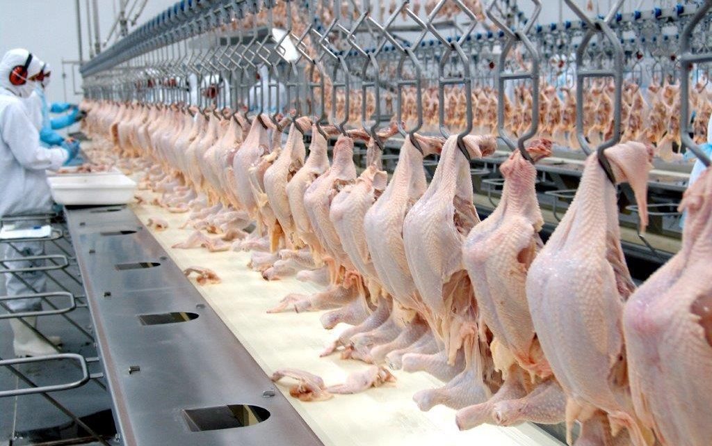 Exportações de frango superam US$ 2,1 bilhões no Brasil