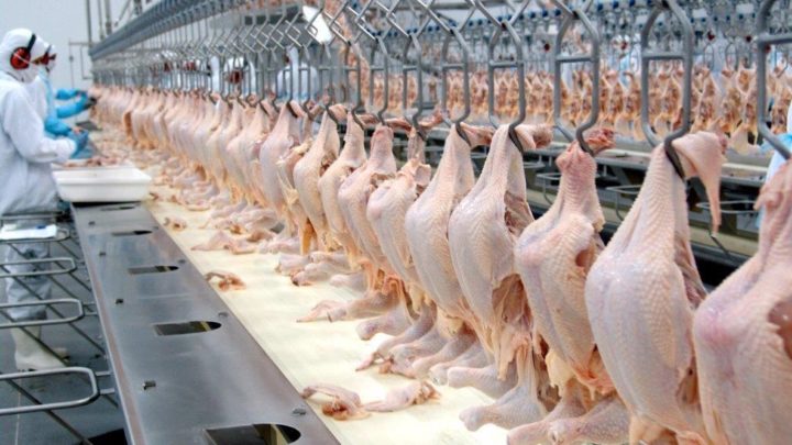 Exportações de frango superam US$ 2,1 bilhões no Brasil