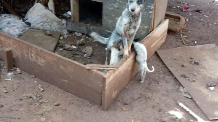 Polícia Civil identifica mulher que praticava maus-tratos contra animais em Chapecó