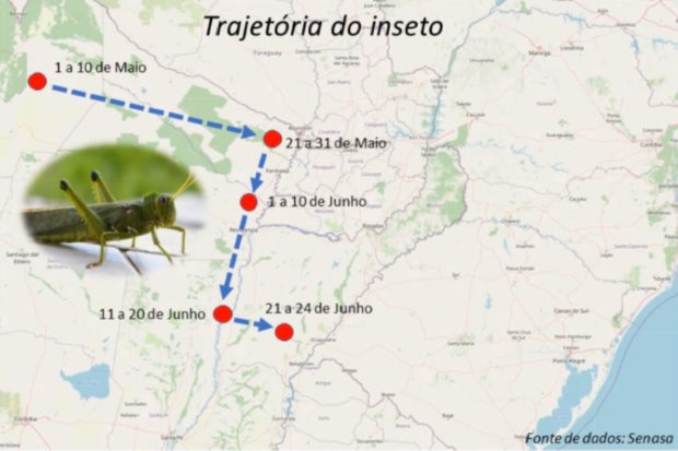 Governo de Santa Catarina monitora nuvem de gafanhotos