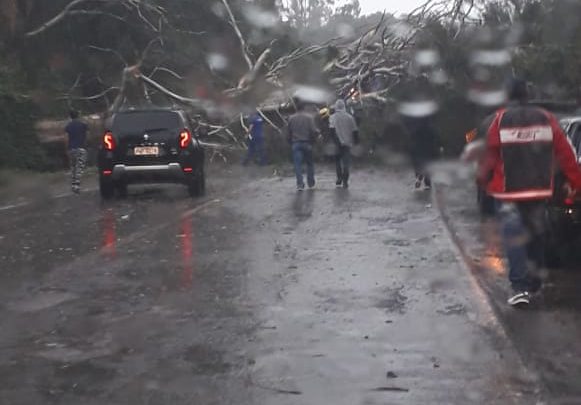 Caminhão é atingido por árvore que foi arrancada pelo vento na BR-153 em Irani