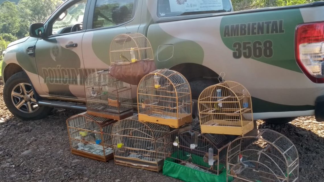 Polícia Ambiental apreende oito aves silvestres aprisionadas irregularmente em Nova Itaberaba