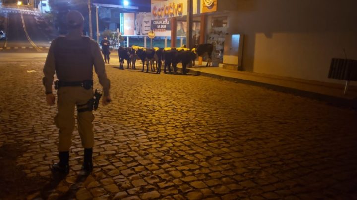 Animais soltos em via pública causam transtornos no oeste