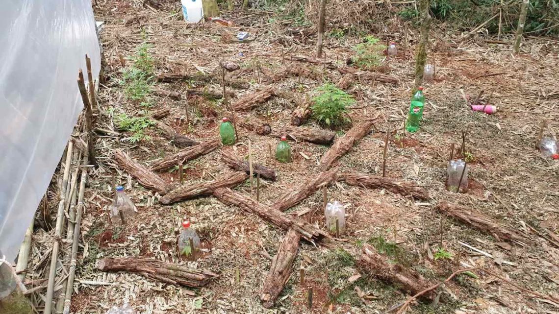 Plantação de maconha é descoberta em Guatambu e dois homens são presos por tráfico de drogas e crime ambiental