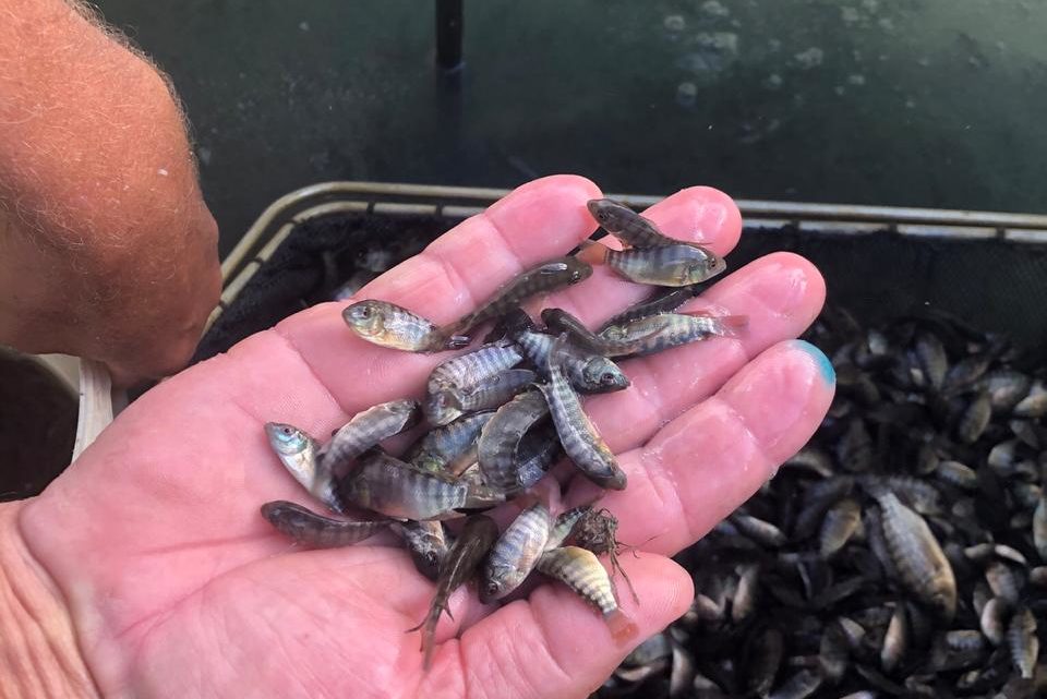 Piscicultores ampliam produção em Santa Catarina