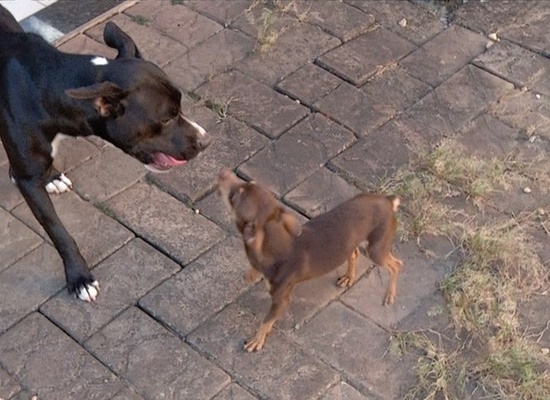 Pinscher é ‘suspeito’ de engravidar cadela pitbull