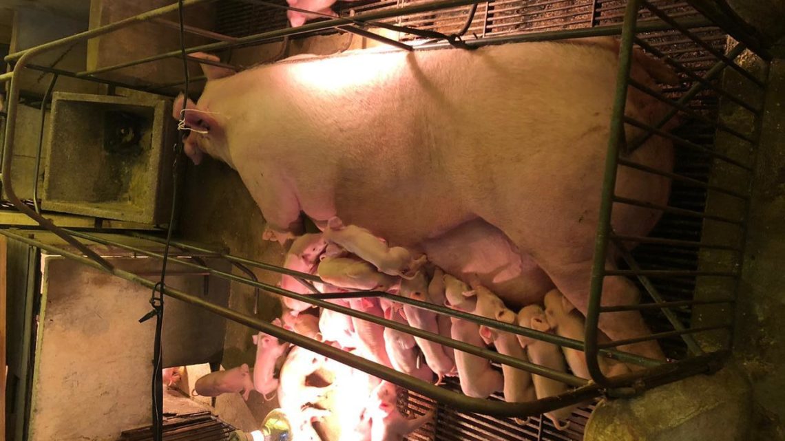 Em Santa Catarina, porca dá à luz 34 leitões em um único parto