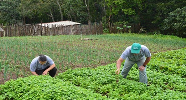 Câmara aprova auxílio com cinco parcelas de R$ 600 a agricultores familiares