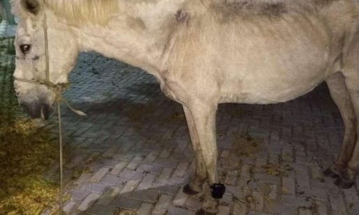 Cavalo é encontrado com tornozeleira eletrônica