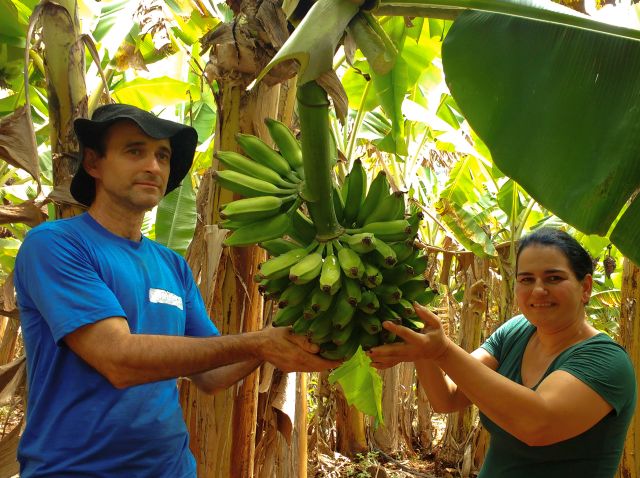 Frutas tropicais geram lucro em microclimas no Oeste Catarinense