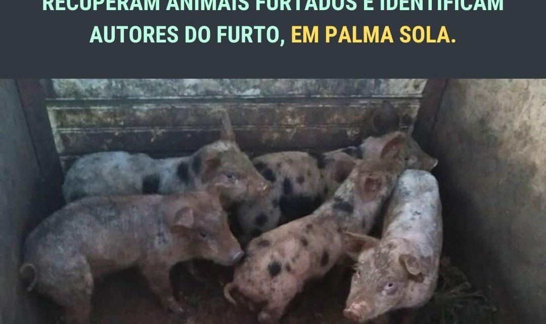 Polícia Civil e Militar recuperam porcos furtados no interior de Palma Sola