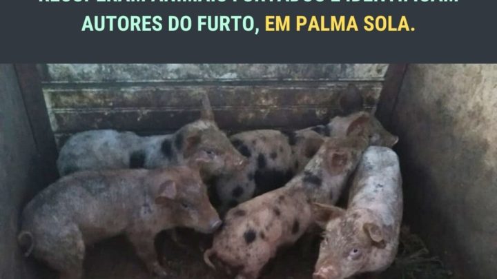 Polícia Civil e Militar recuperam porcos furtados no interior de Palma Sola