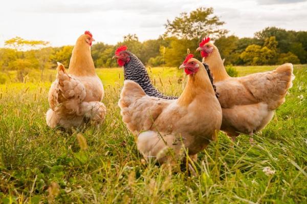 Venda de galinhas vira caso de polícia em Dionísio Cerqueira