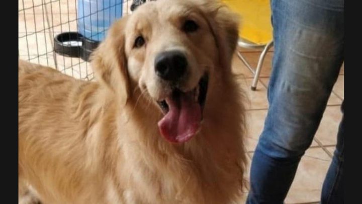 Aprovada lei que proíbe cachorro de latir em cidade catarinense