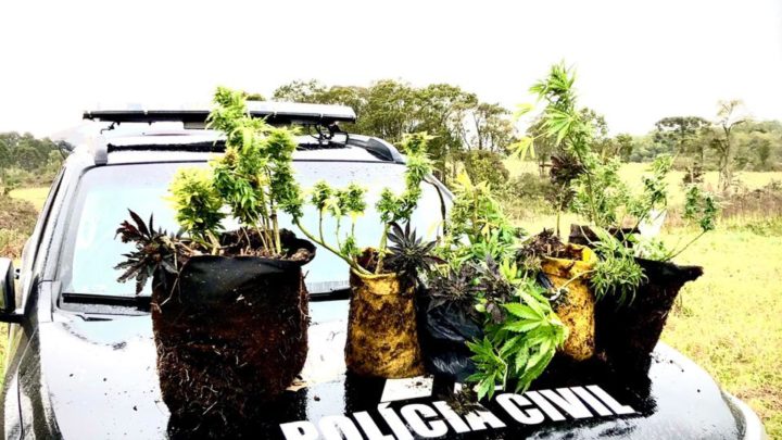 Polícia Civil descobre plantação de maconha em sítio em Curitibanos