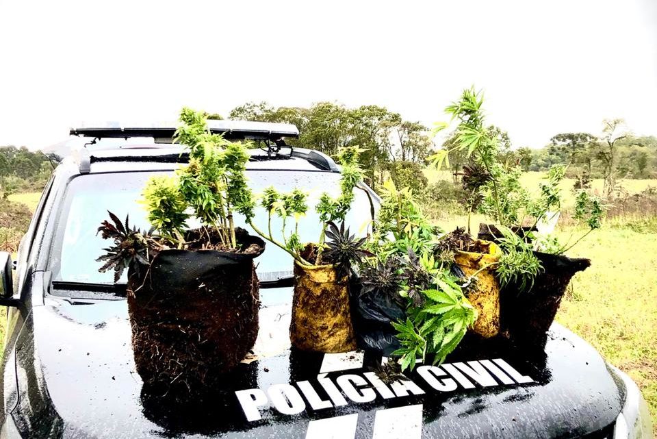 Polícia Civil descobre plantação de maconha em sítio em Curitibanos