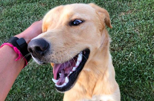 Santa Catarina sanciona lei que autoriza visita de animais domésticos a pacientes internados em hospitais