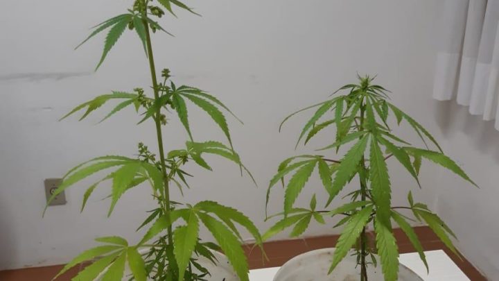 Polícia Civil de Modelo localiza em residência pequena plantação de maconha